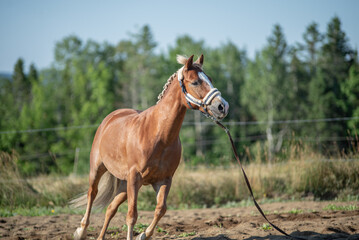 Obraz premium Chestnut quarter horse lunging outside in summer paddock.
