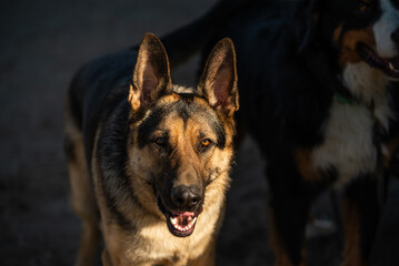 Beautiful german shepherd dog in sunlight