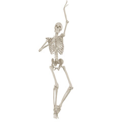 skeleton posing 3d render	