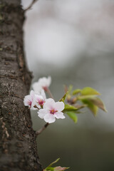 Cherry Blossoms in Korea