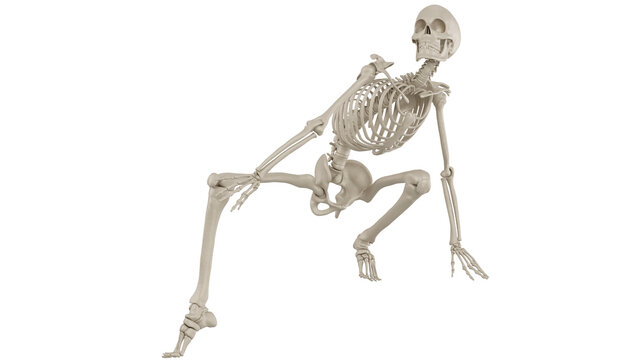 skeleton posing 3d render	