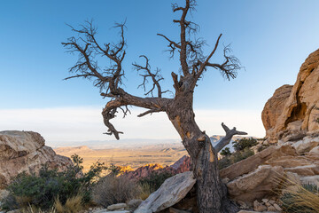Fototapeta na wymiar Old dead tree overlooking Las Vegas valley