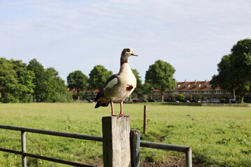 Stolze Gans