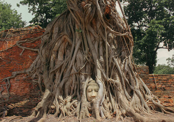 Buddha head in tree roots