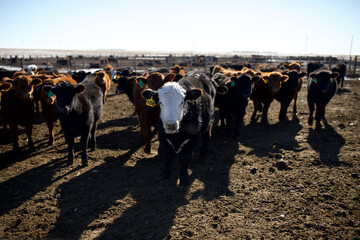 Calf in feedlot © Jacy