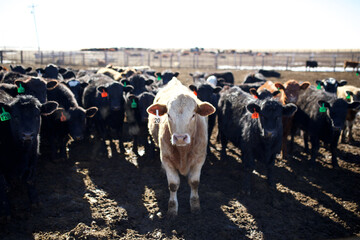 Cows in feedlot