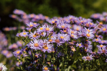 Purple and purple flowers with a yellow middle in the summer season