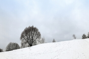Lonely bare tree on hill side in winter day natural landscape