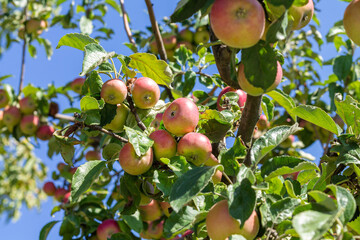Branch of ripe apples on apple tree in orchard