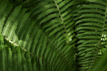 Beautiful fern with lush green leaves growing outdoors, closeup