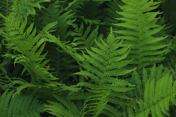 Beautiful fern with lush green leaves growing outdoors