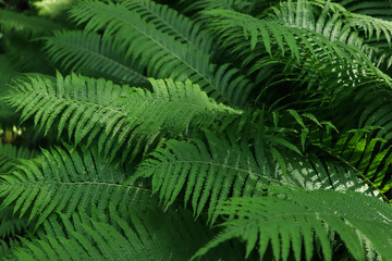 Fototapeta na wymiar Beautiful fern with lush green leaves growing outdoors, closeup