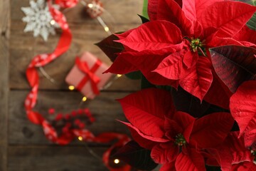 Poinsettia (traditional Christmas flower) and holiday items on wooden table, top view. Space for text