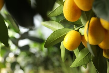 Kumquat tree with ripening fruits outdoors, closeup. Space for text