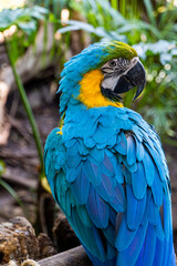 Ara ararauna golden blue macaw, blue and yellow colors, intense colors, beautiful bird perched on a branch, guadalajara