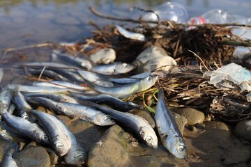 Dead fishes on stones near river. Environmental pollution concept