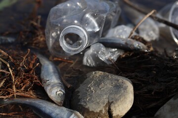 Dead fishes among trash near river, closeup. Environmental pollution concept