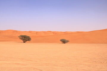 Sand dunes and desert plants the Wahiba Sands, a beautiful desert in Oman
