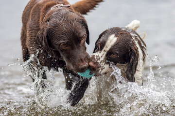 Dogs playing in water. Active labrador and spaniel gundogs together.