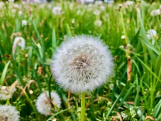 Shallow focus shot of a dandelion in a green field