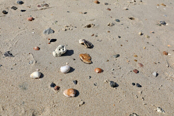 Muscheln im Watt