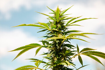 Bud growing on a marijuana plant in the process of flowering