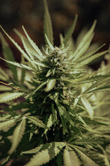 Bud growing on a marijuana plant in the process of flowering outdoors