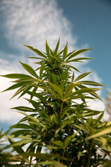 Bud growing on a marijuana plant in the process of flowering outdoors