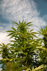 Bud growing on a marijuana plant in the process of flowering outdoors