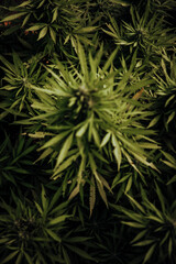 Fototapeta na wymiar Bud growing on a marijuana plant in the process of flowering outdoors