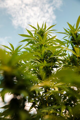 Bud growing on a marijuana plant in the process of flowering outdoors