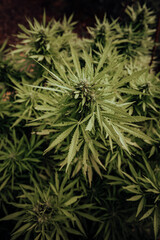 Bud growing on a marijuana plant in the process of flowering outdoors