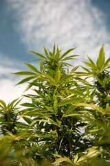 Bud growing on a marijuana plant in the process of flowering outdoors
