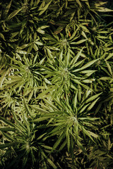 Naklejka na ściany i meble Bud growing on a marijuana plant in the process of flowering outdoors