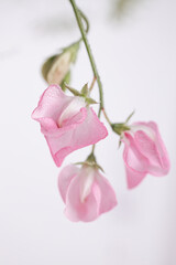 Naklejka na ściany i meble Soft pink pea flower flowers on a white background