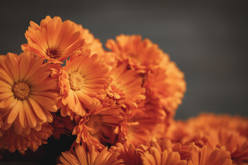 Calendula flowers on a dark background
