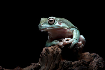 The Australian green tree frog (Ranoidea caerulea) on the tree bark