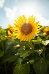 Sunflower growing in a field of sunflowers during a sunny day