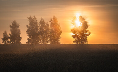 Sunrise shining through the treetops on the wheat field
