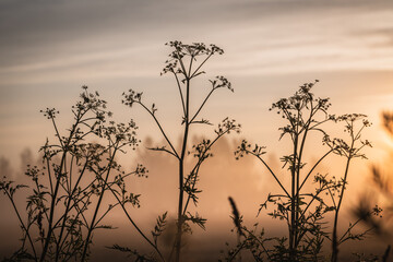 Obraz premium Blades of meadow grass in the morning mist