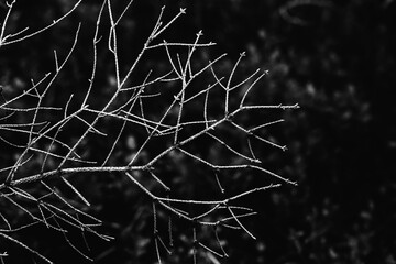 Dry fir branch, black and white photo
