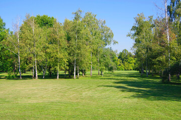 Fototapeta na wymiar View of green trees in a clearing with green grass.