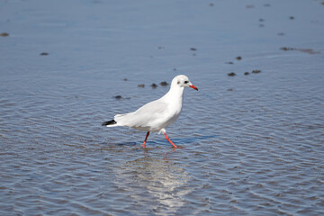Seemöwe im Watt der Nordsee