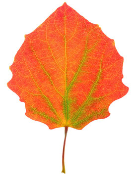 Isolated aspen tree autumn leaf