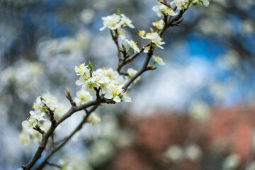 Cherry blossoms on a blurred background.