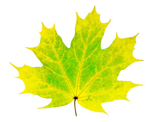 Yellow green maple tree leaf