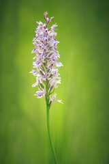 Fototapeta premium Orchidée sauvage