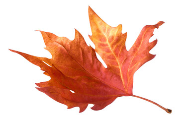 Red maple leaf cut out - Powered by Adobe