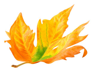 Autumn maple leaf lying on the ground