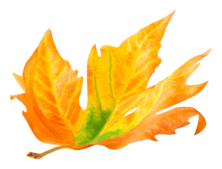 Autumn maple leaf lying on the ground